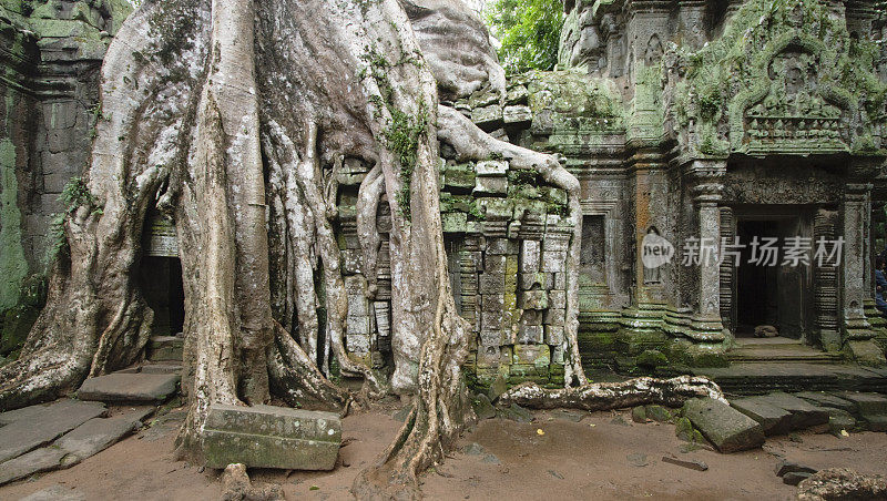 Ta Prohm:丛林神殿